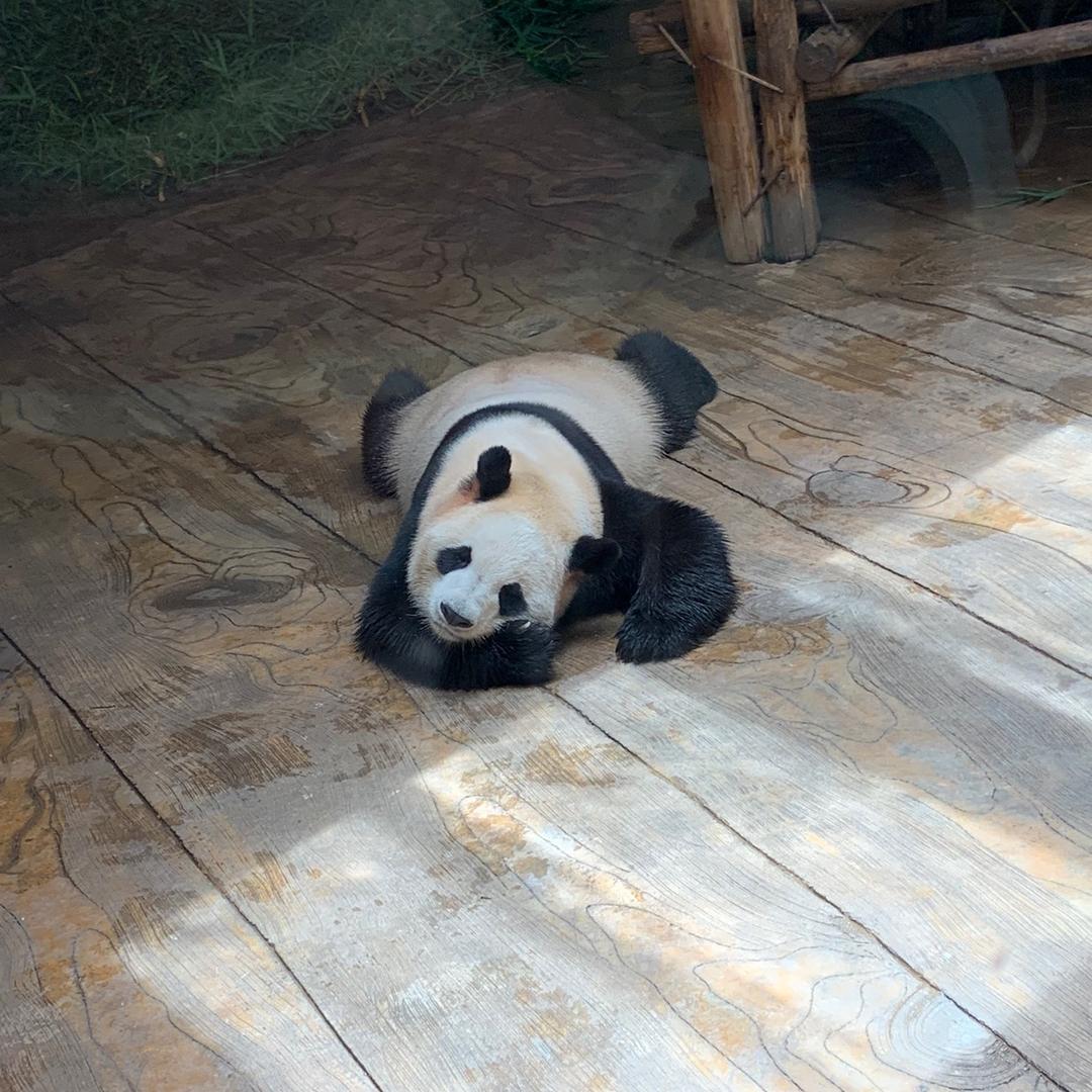 胖哒🐼