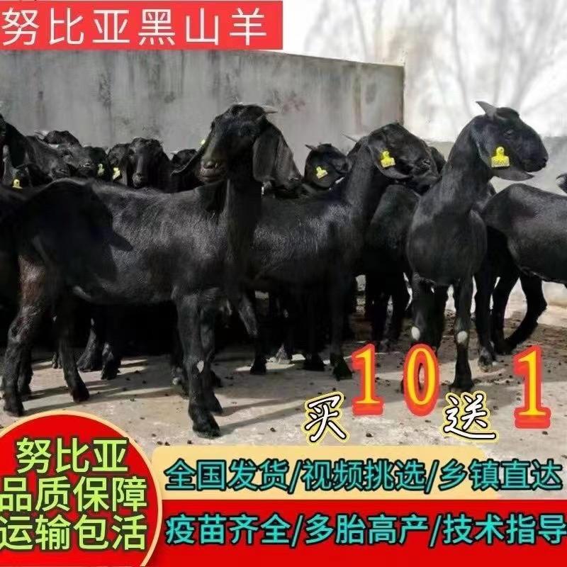 天津和平区可乐宠物店
