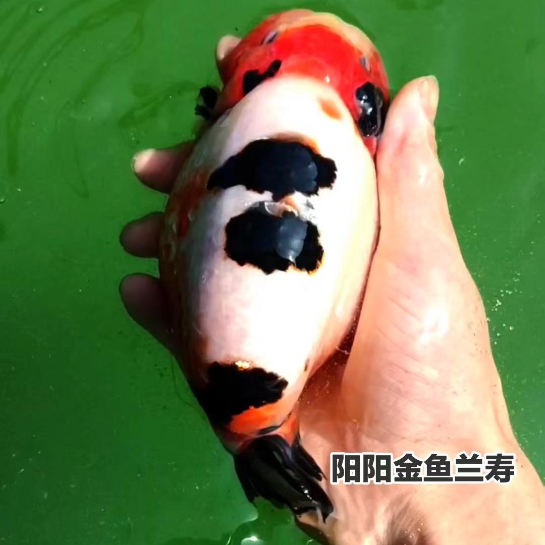 阳阳金鱼(直播号)