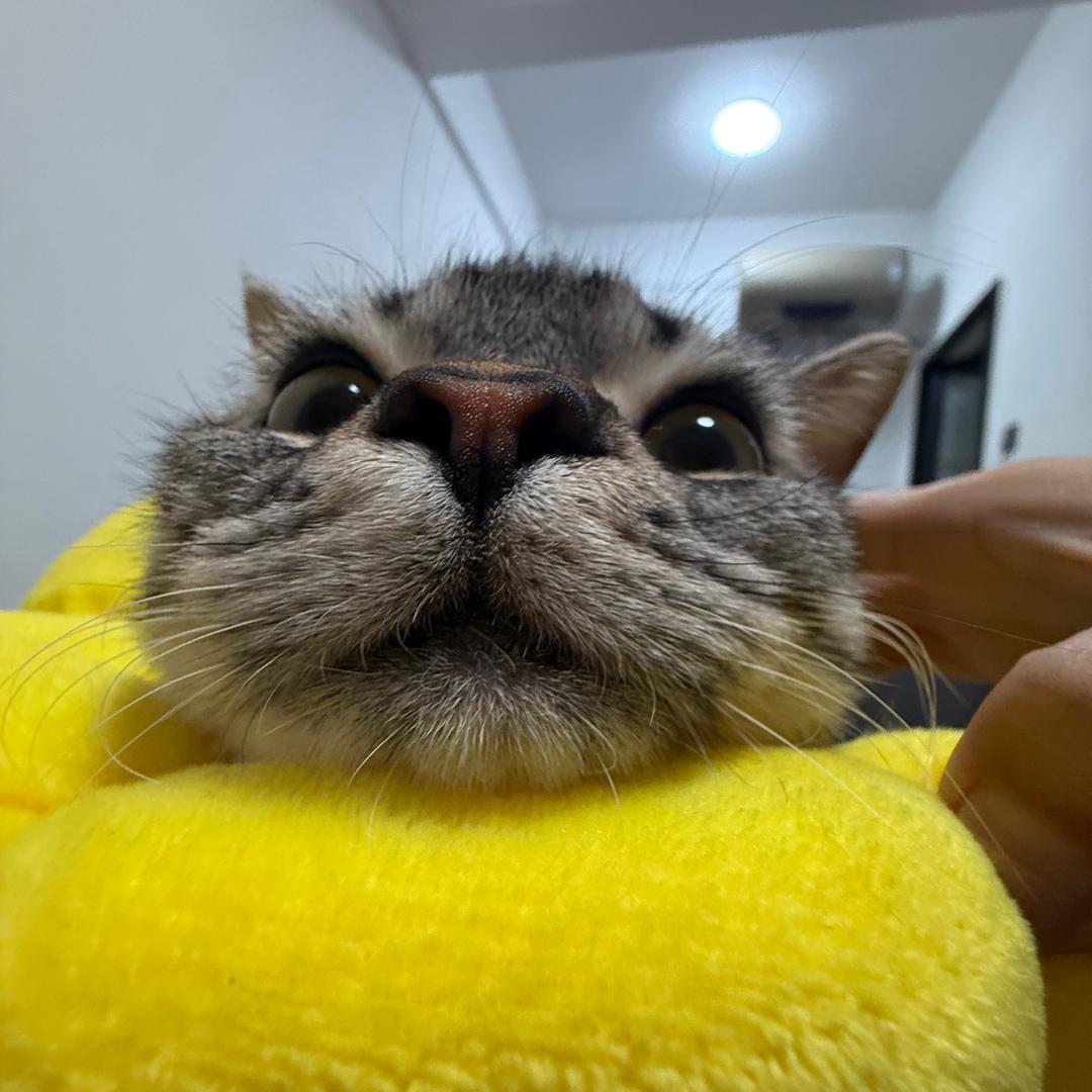 可乐是只小猫咪