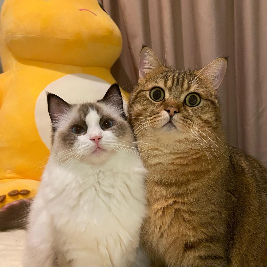 胖虎肚困了