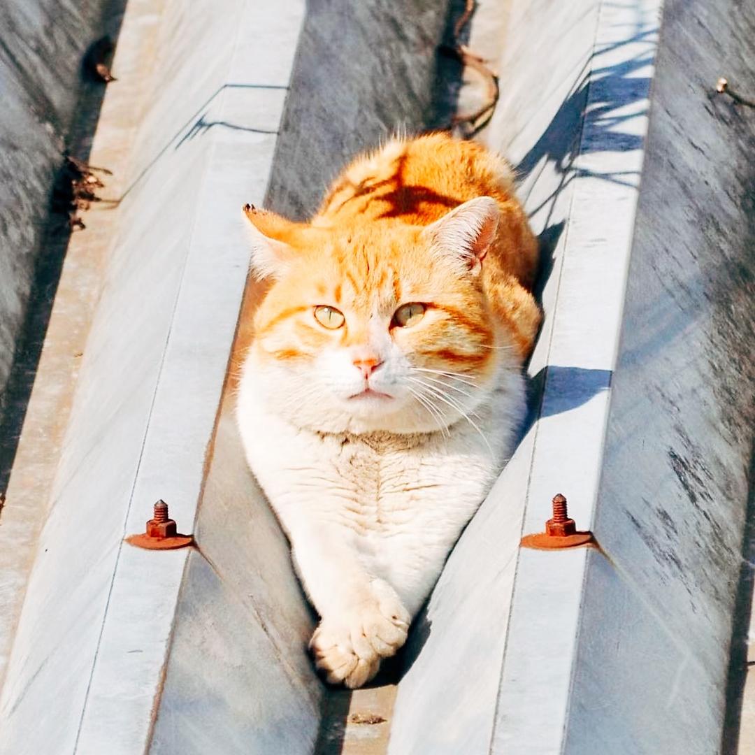 一先生的猫