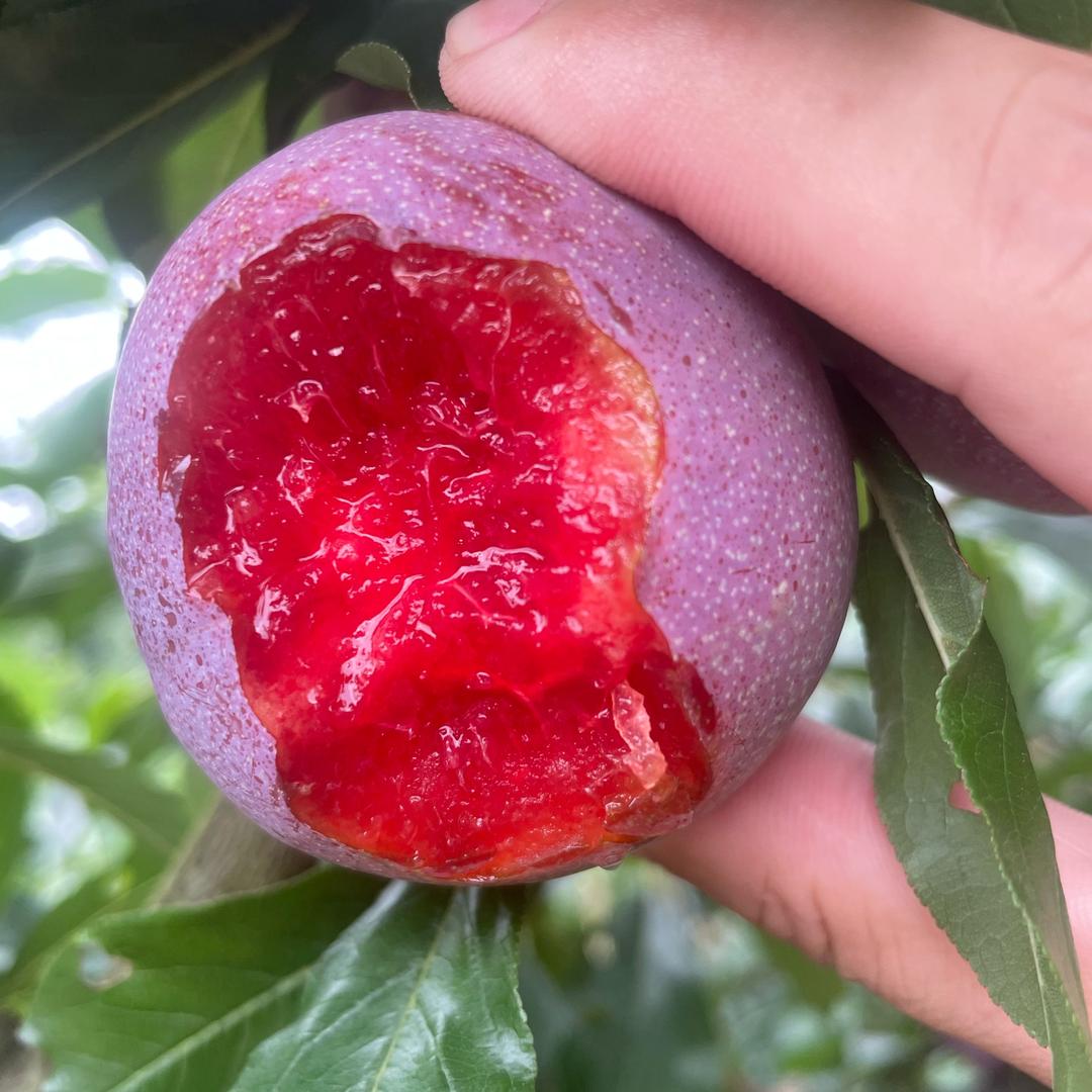 表妹家的芙蓉李