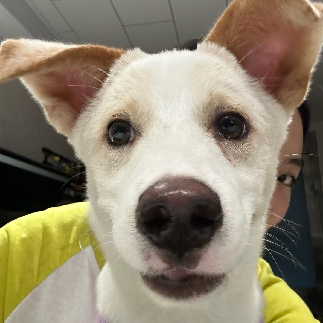 拉屎大王叶小白