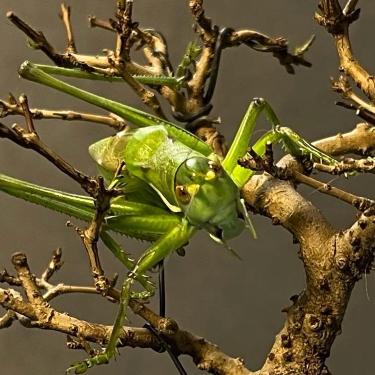 逸轩鸣虫（边玩儿边卖）