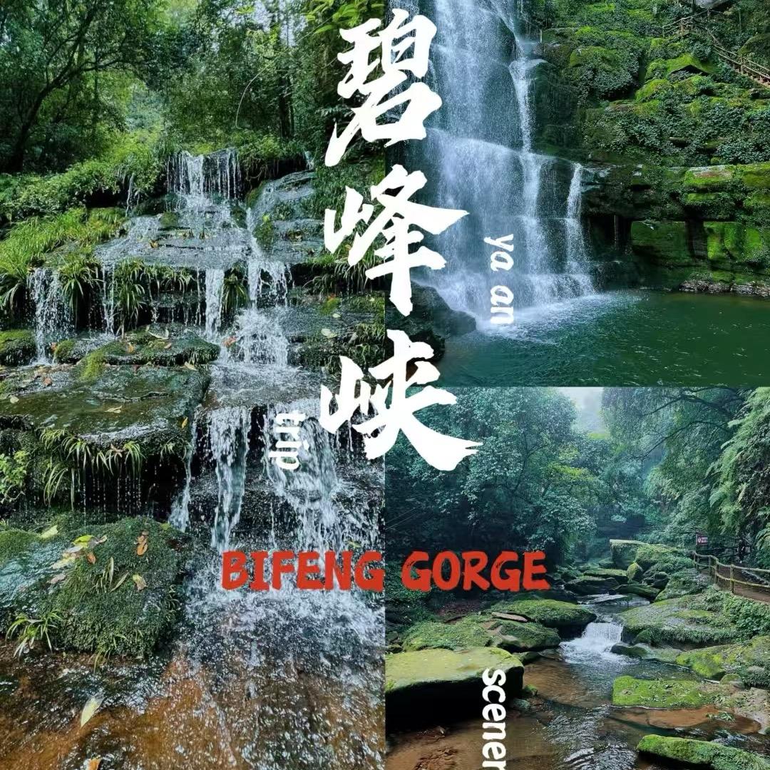 雅安碧峰峡福利直播间