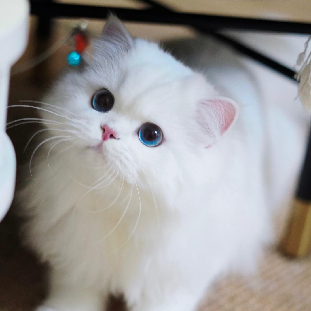 云端家的金银点猫