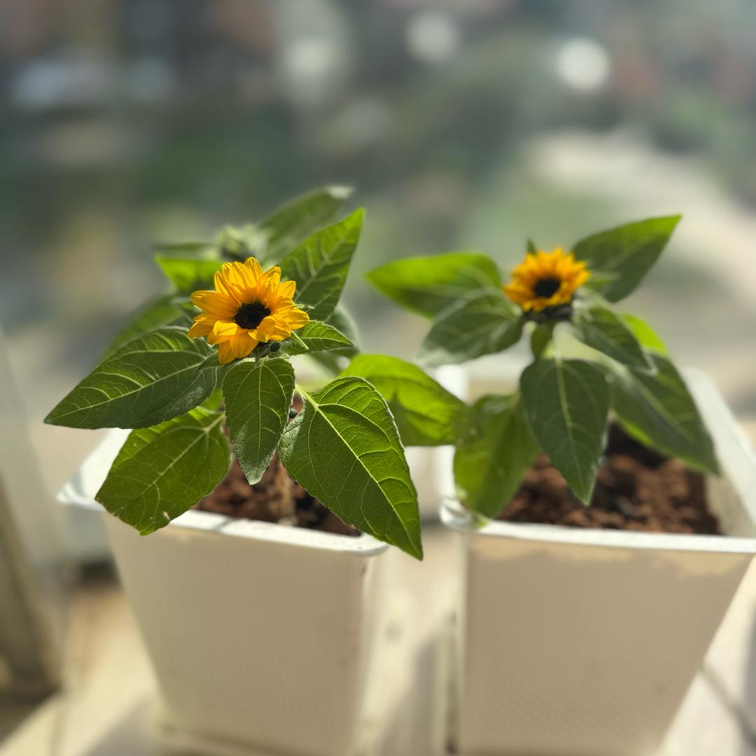 风吟户外