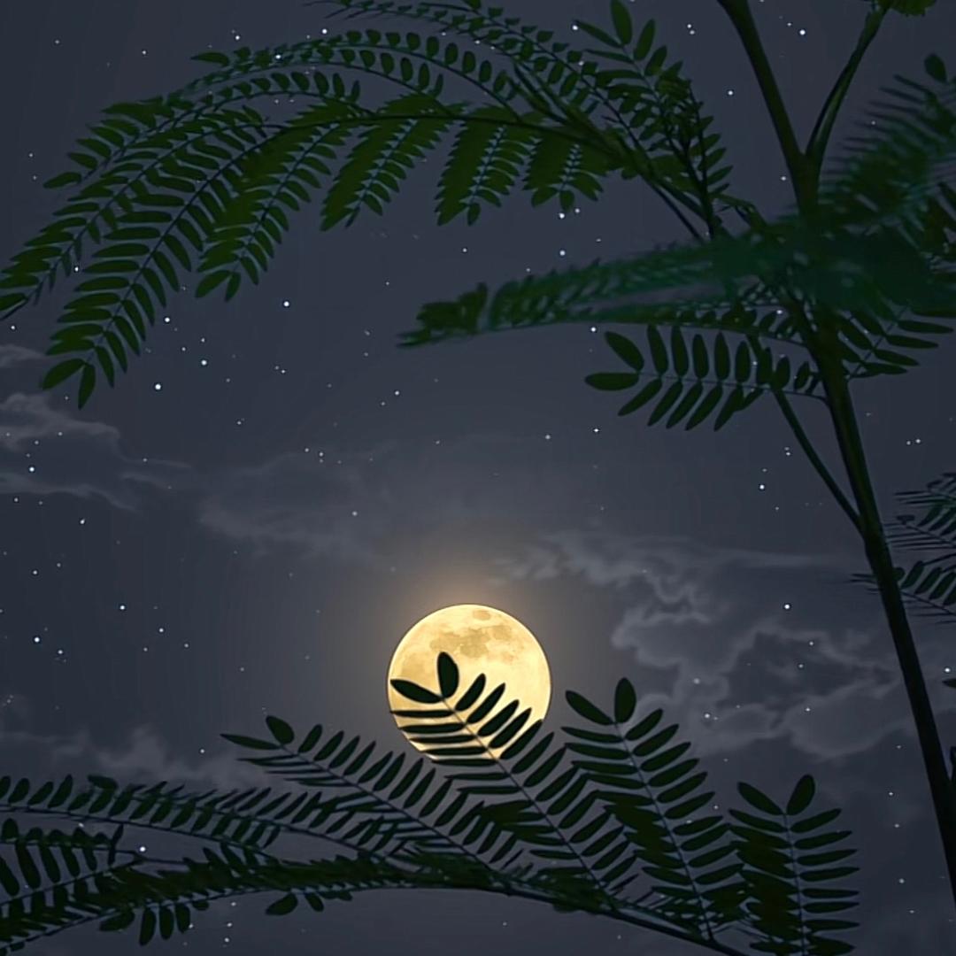 星空月枝桠