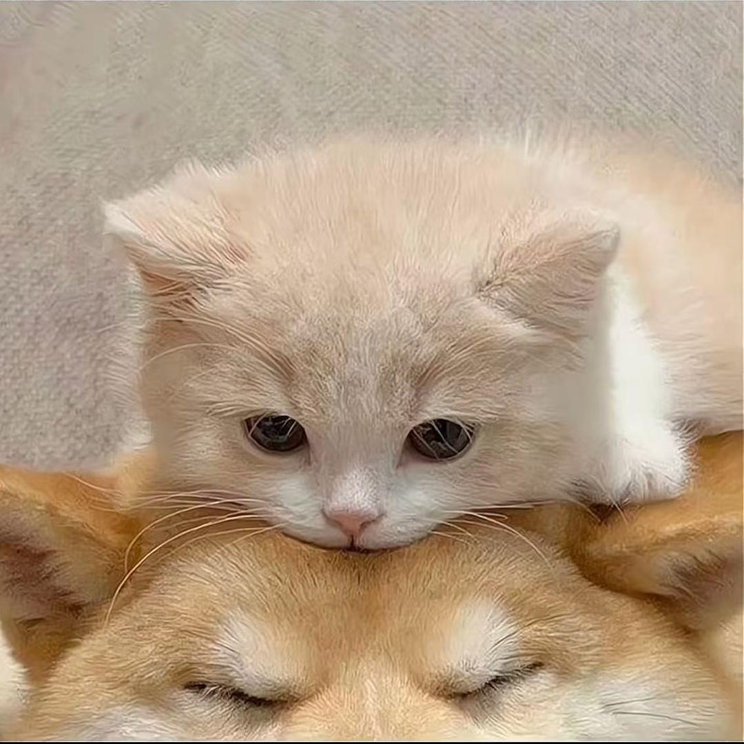 想要西柚