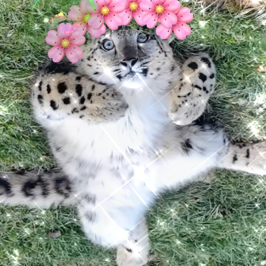 愿有
