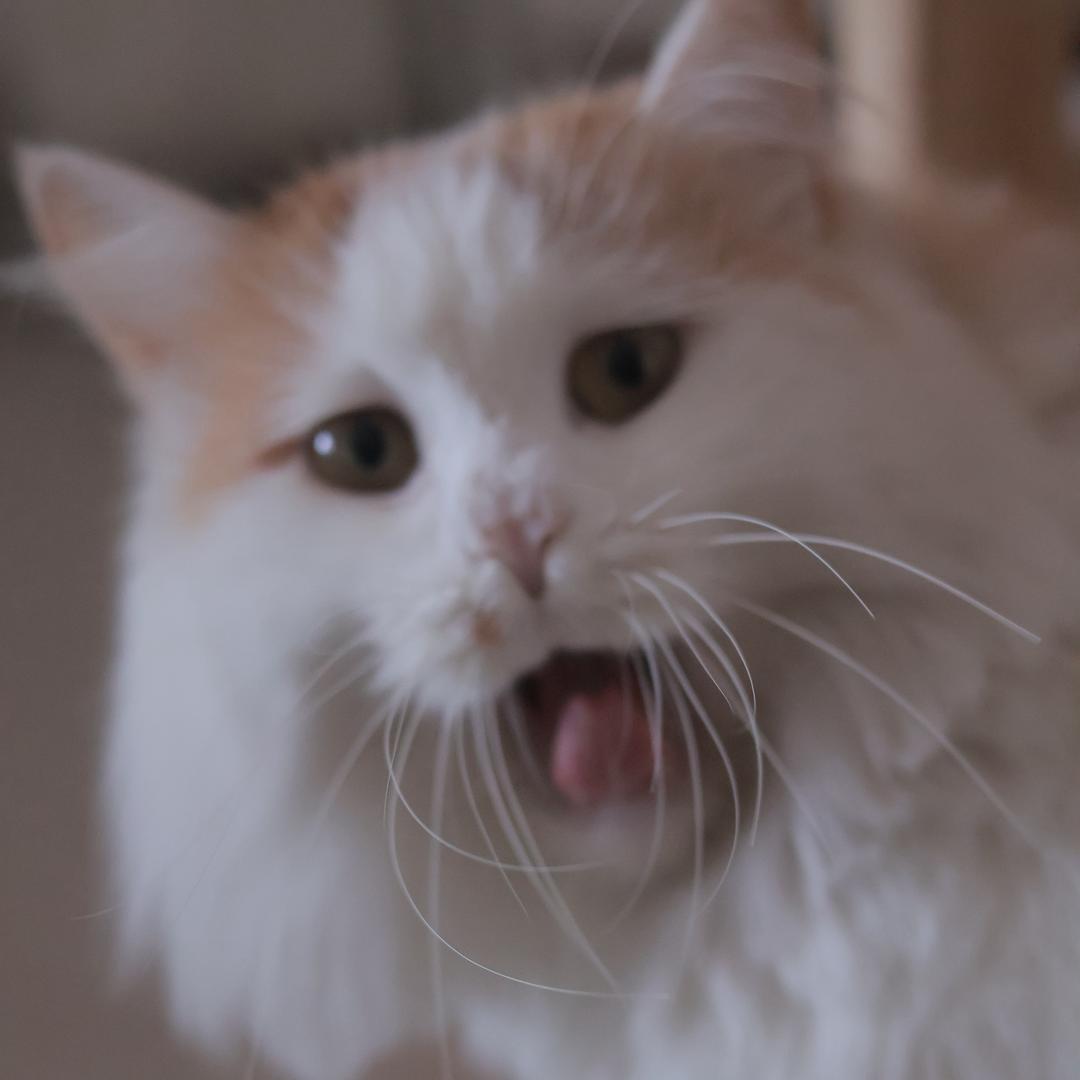 熬夜冠军候选人