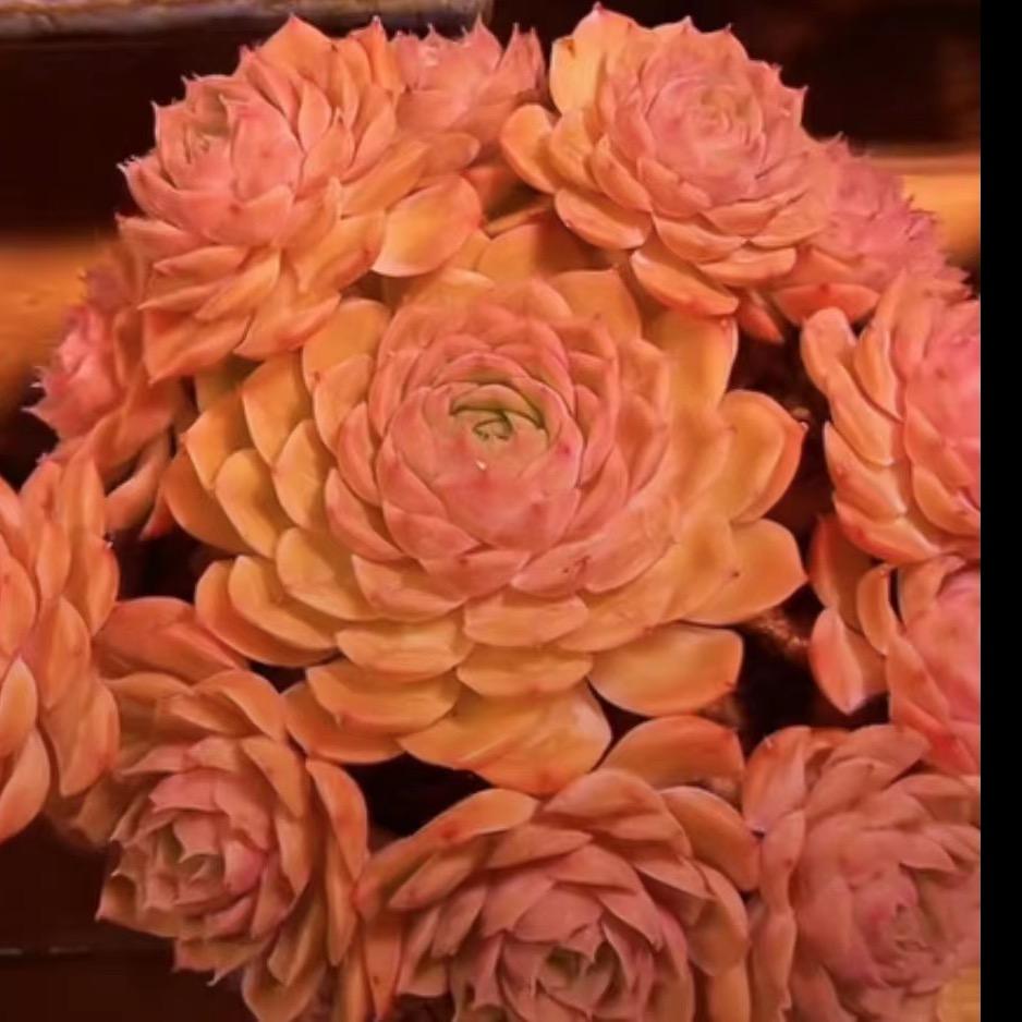 花海园艺坊