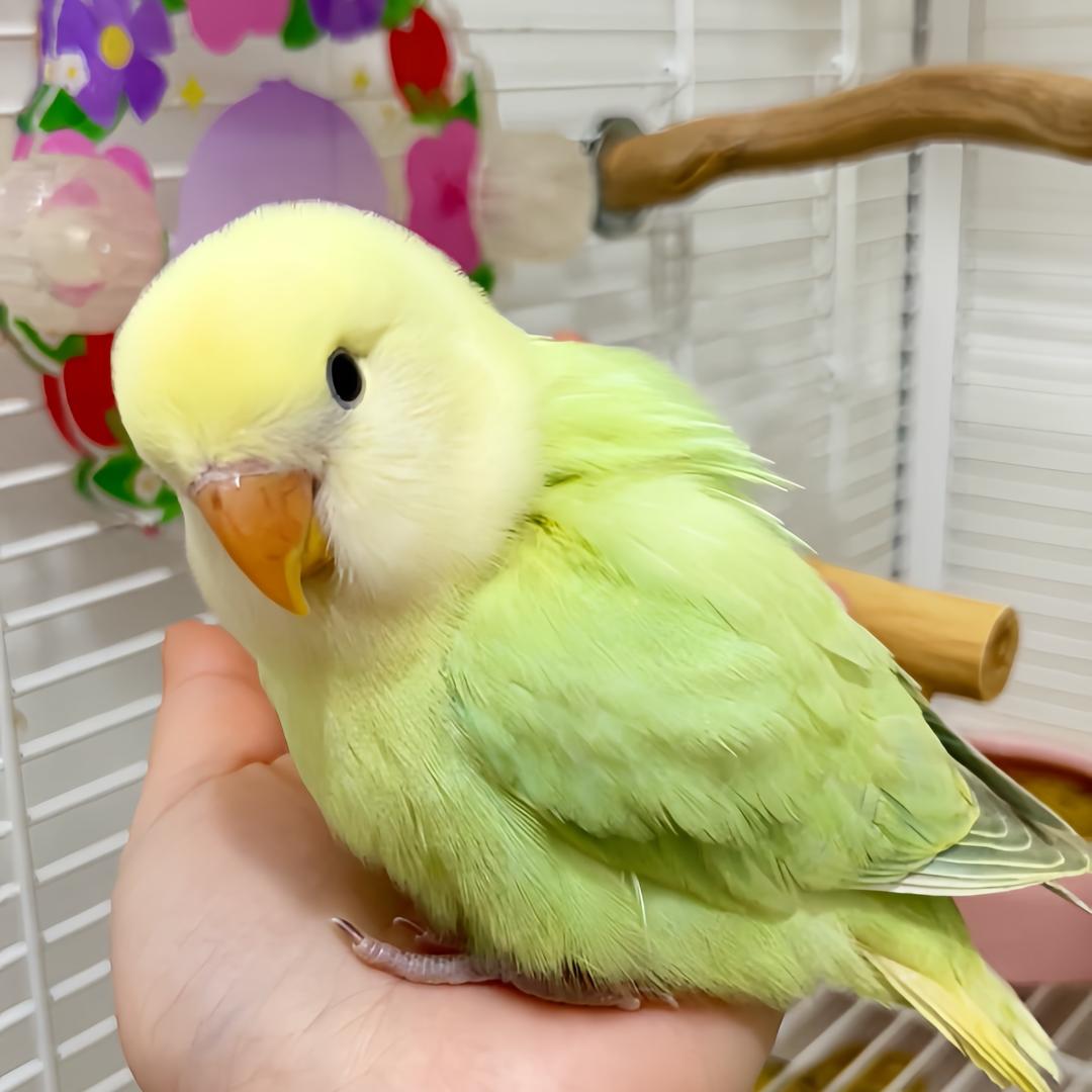 JM家小鹦鹉🐦