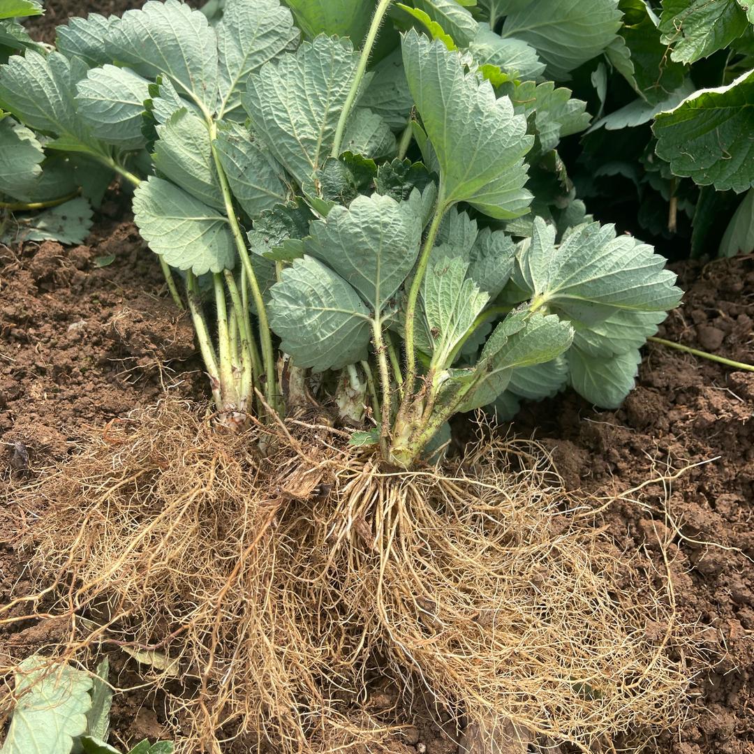 桂林灰太狼草莓苗（个体工商户）