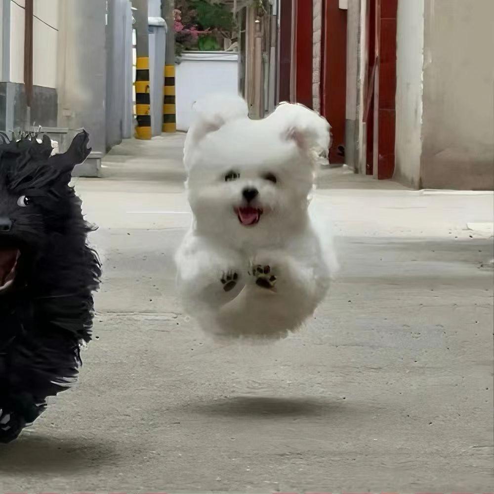 月亮🧚🏻‍♀️