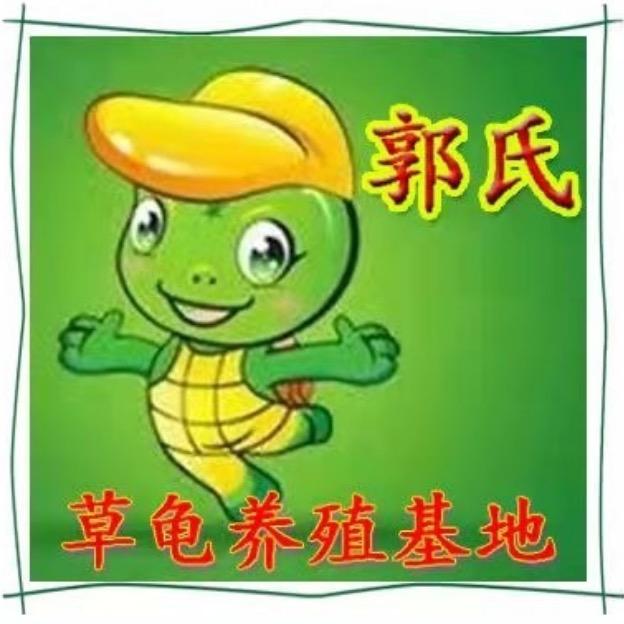 郭氏草龟养殖基地