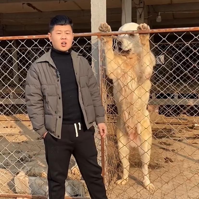 中亚是猛犬