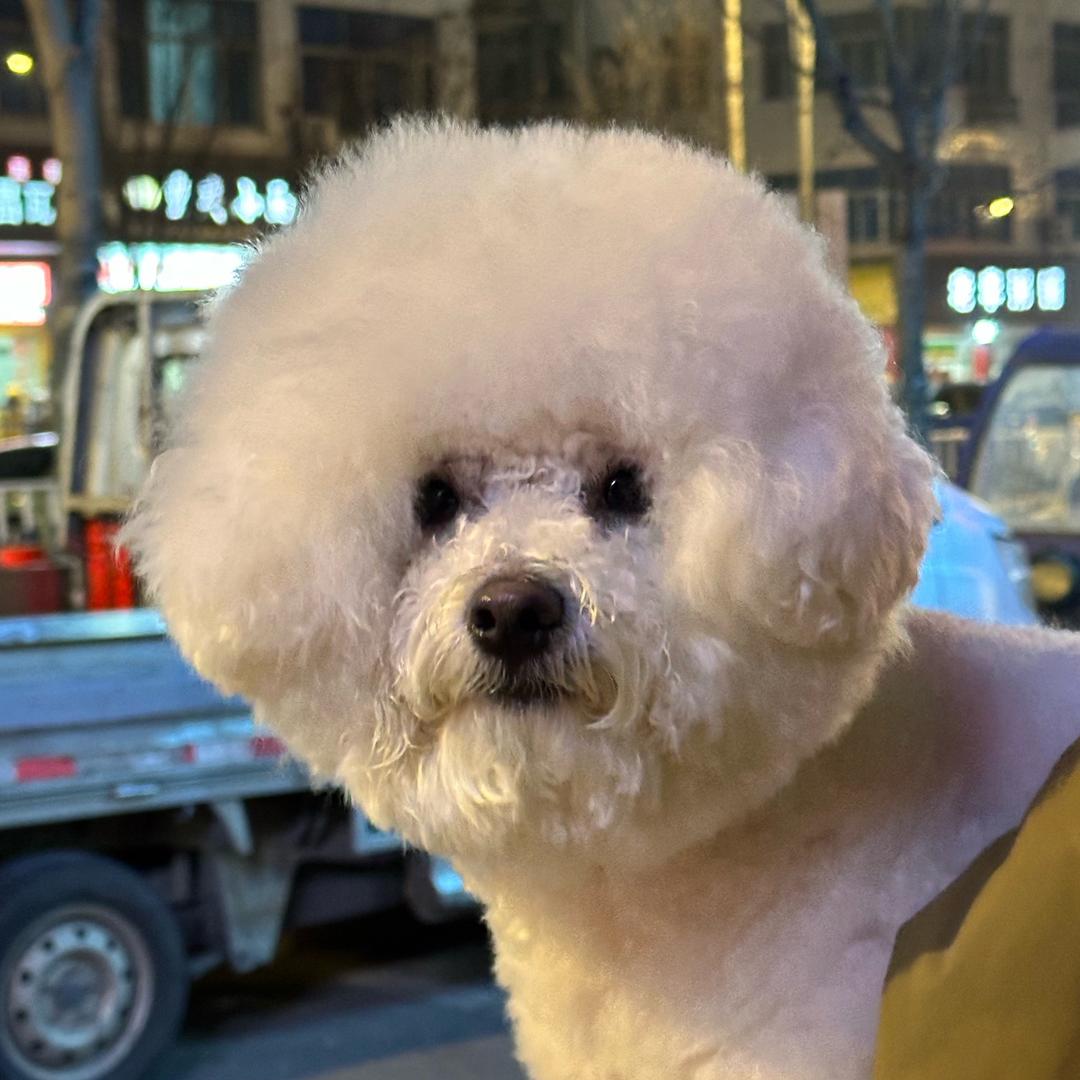 秋天是只小比熊