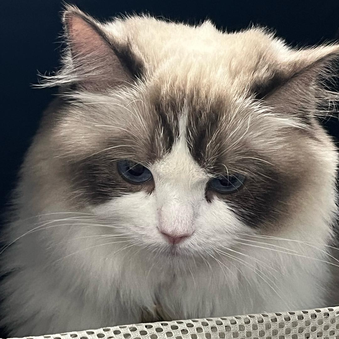 王糯米是只喵～🐈