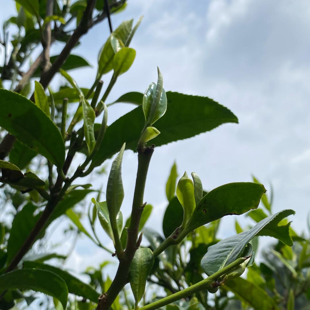 冰岛坝歪54号茶农双福