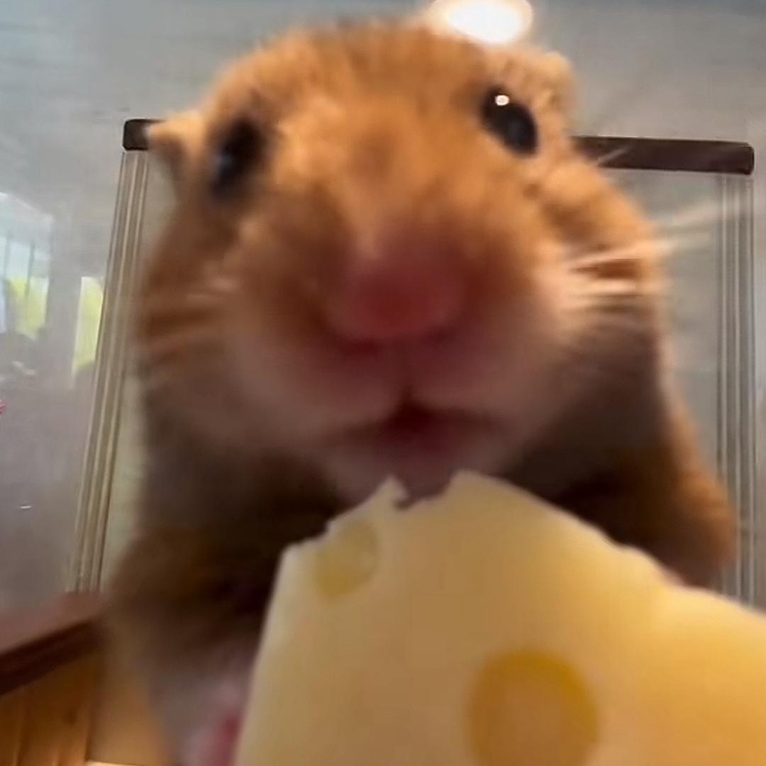 顺溜Shun1iu（三角洲行动）