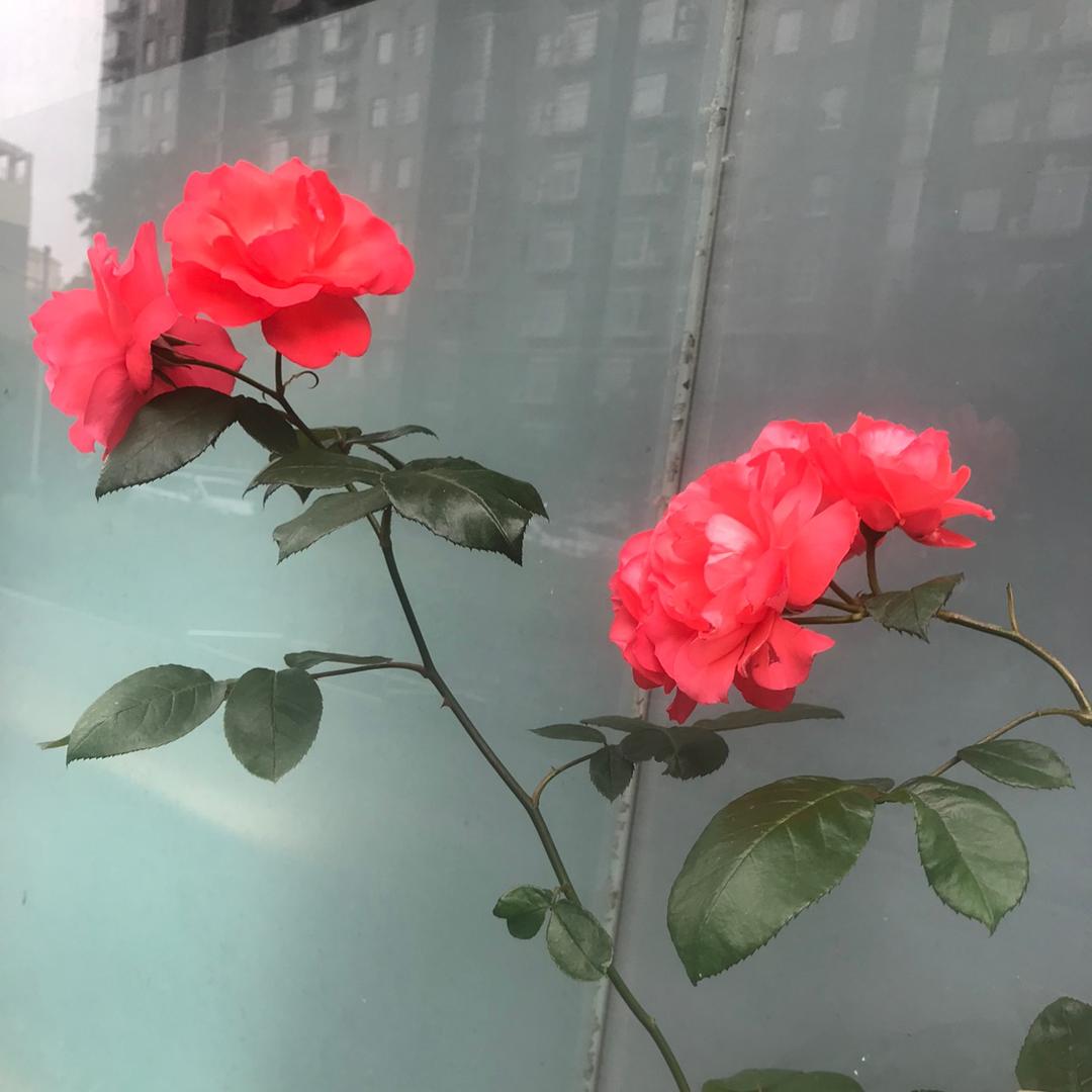 肖老师＇
