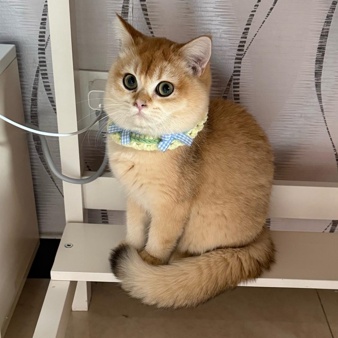 蘭和相宜🐱