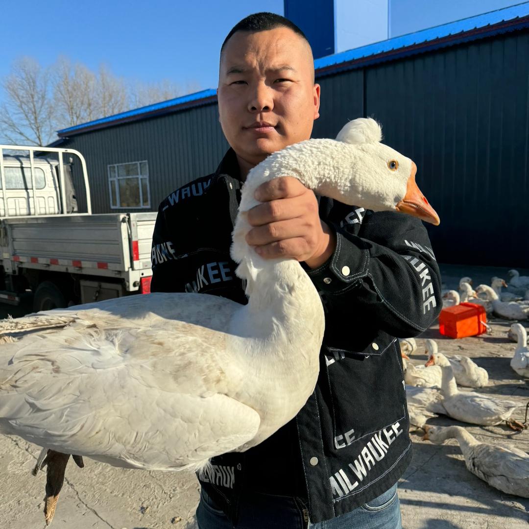 绥化农村散养大笨鹅小笨鸡