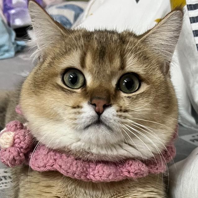 🌻🐱Nicole💖✨