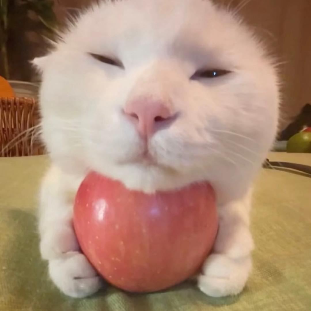 邪恶摇粒绒