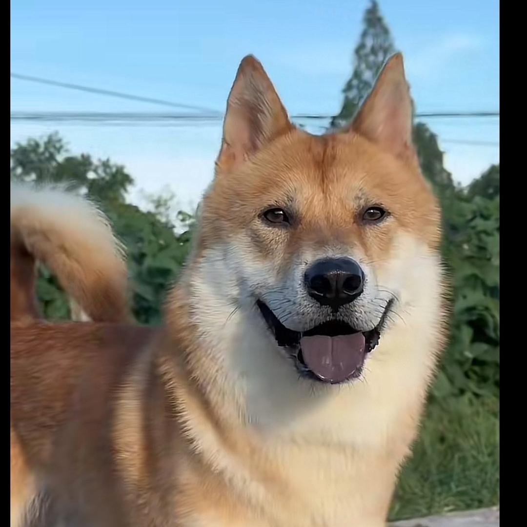 哮天犬