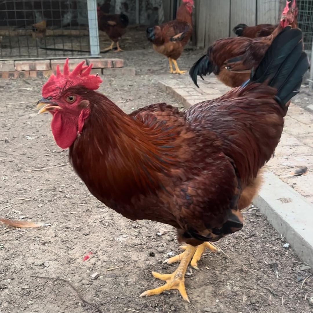 倪邱镇湾张庄养鸡记