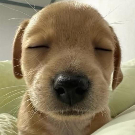 顾安.