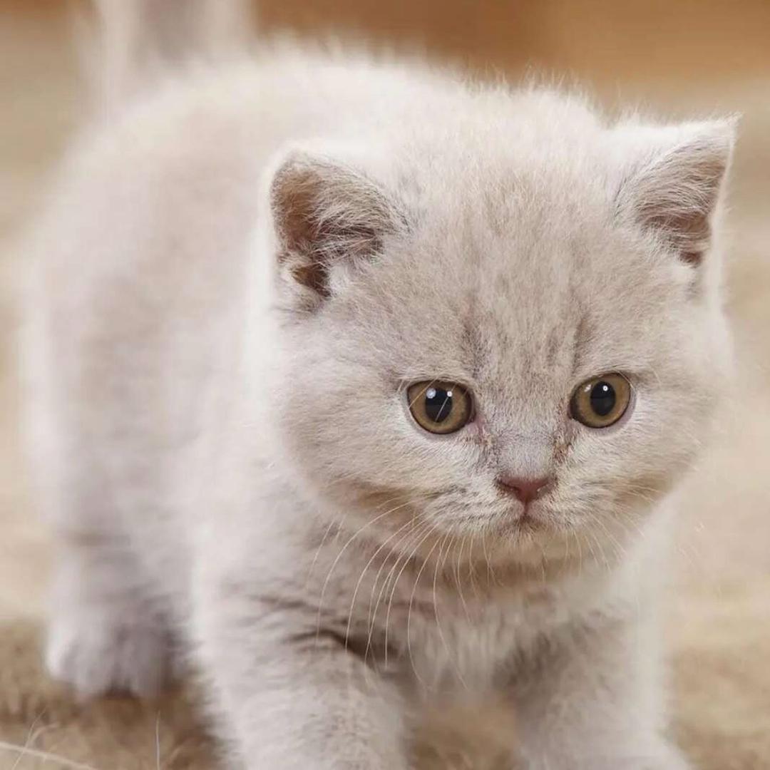 小美抚养权（代号咖啡师）