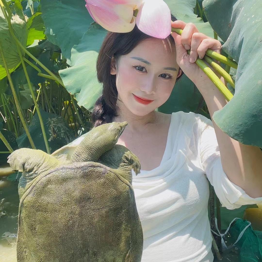 小荷花龟鳖甲鱼苗