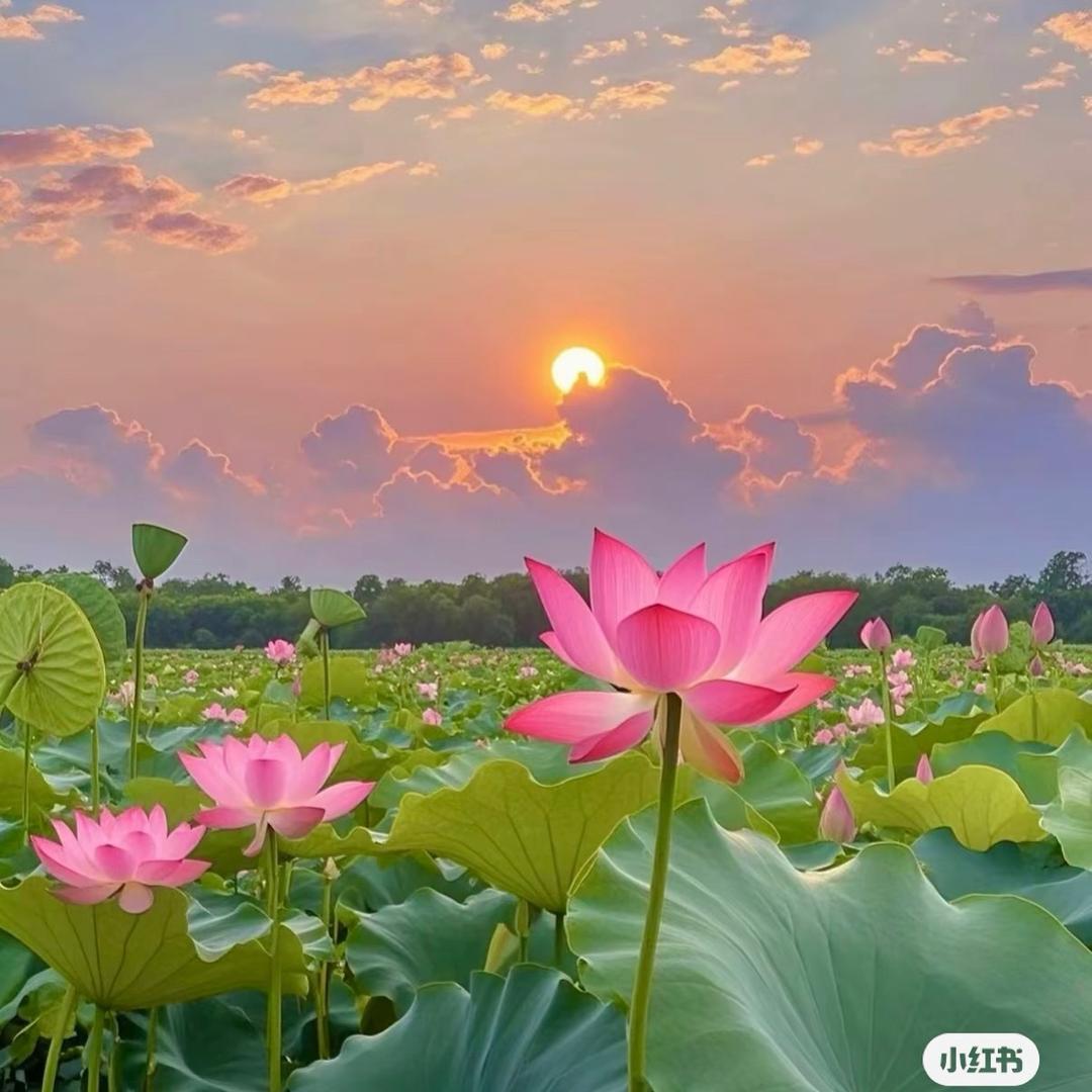 苗苗爱生活