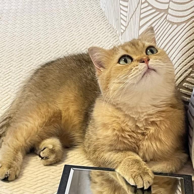 李爆爆（逢考必过）