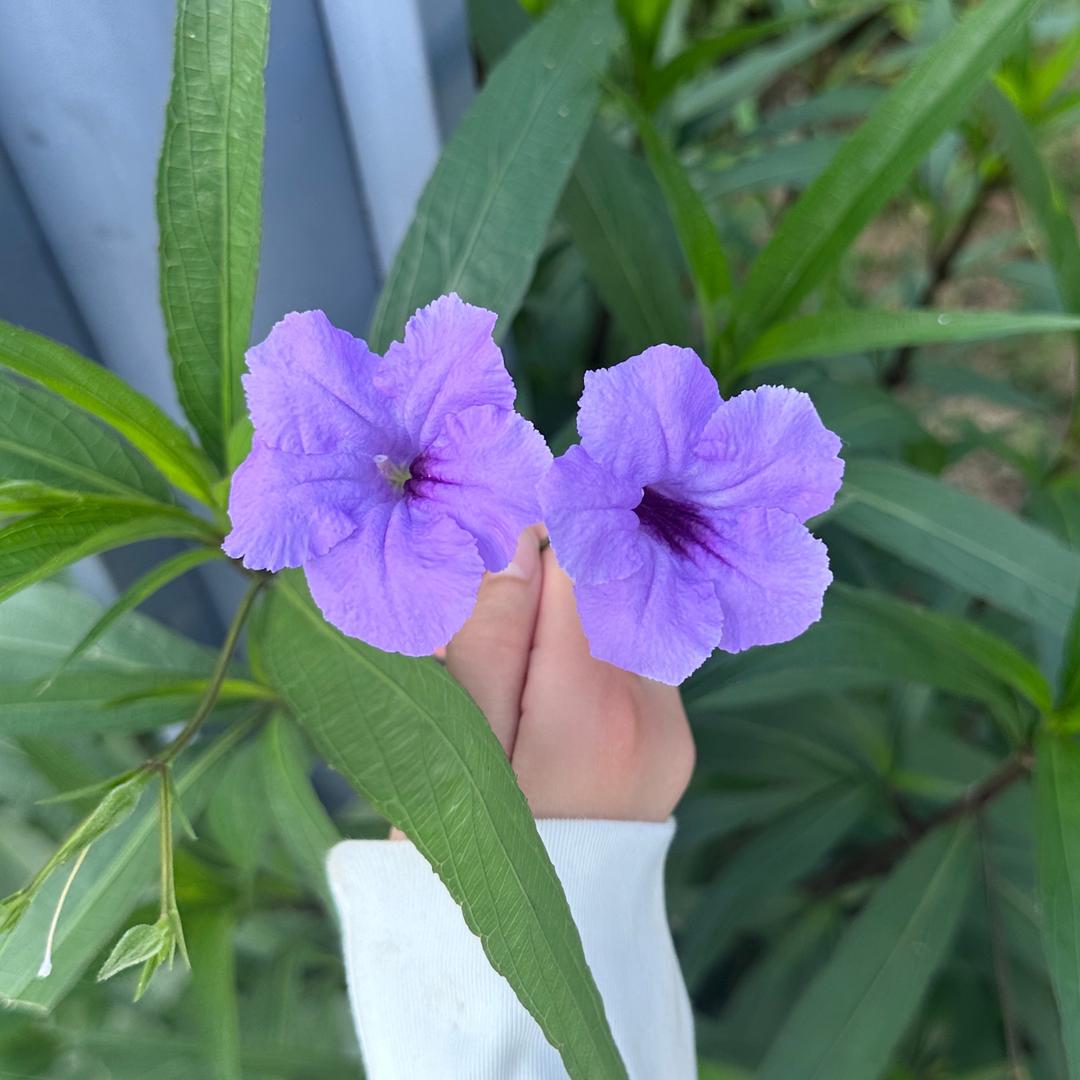 小乖