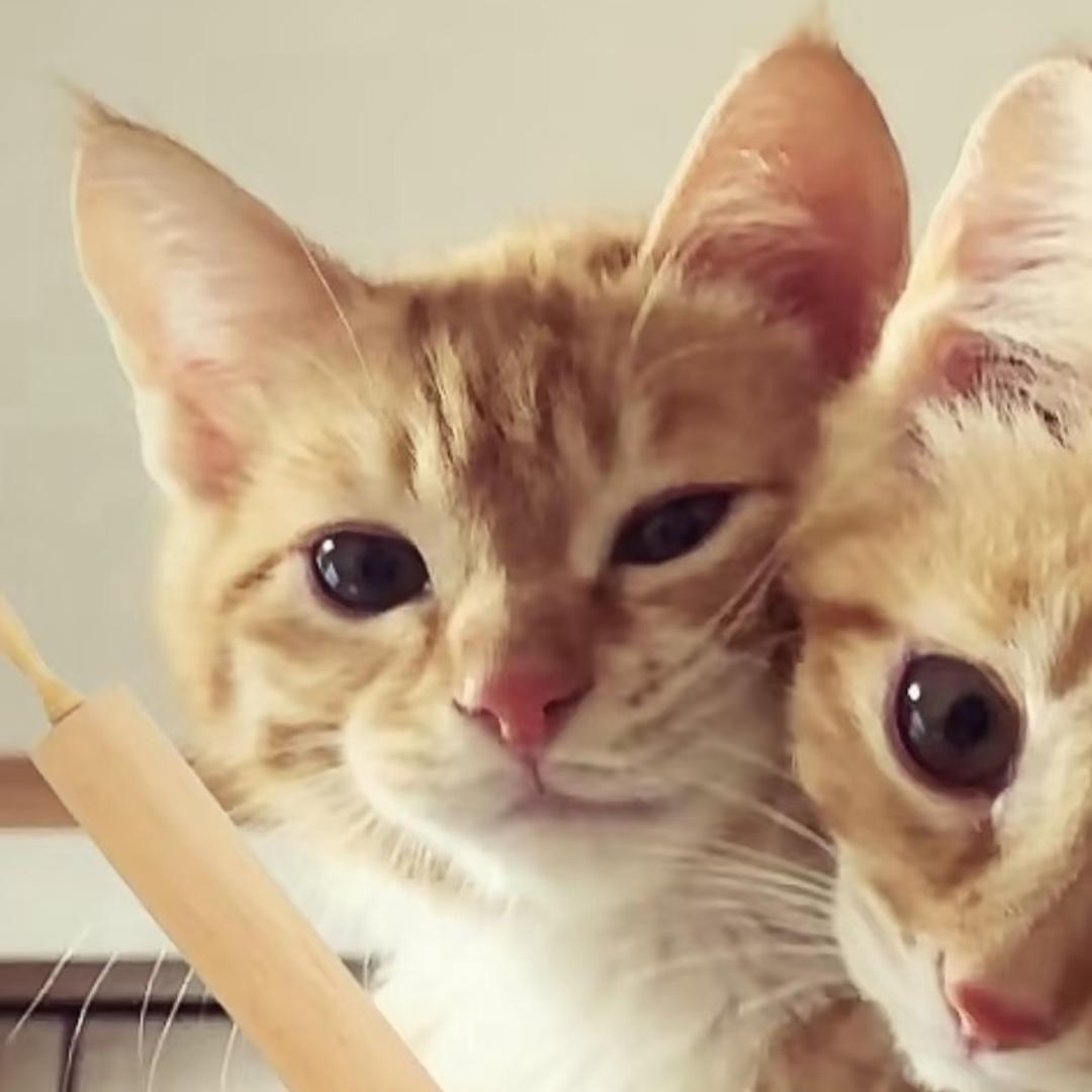 ~                ￴