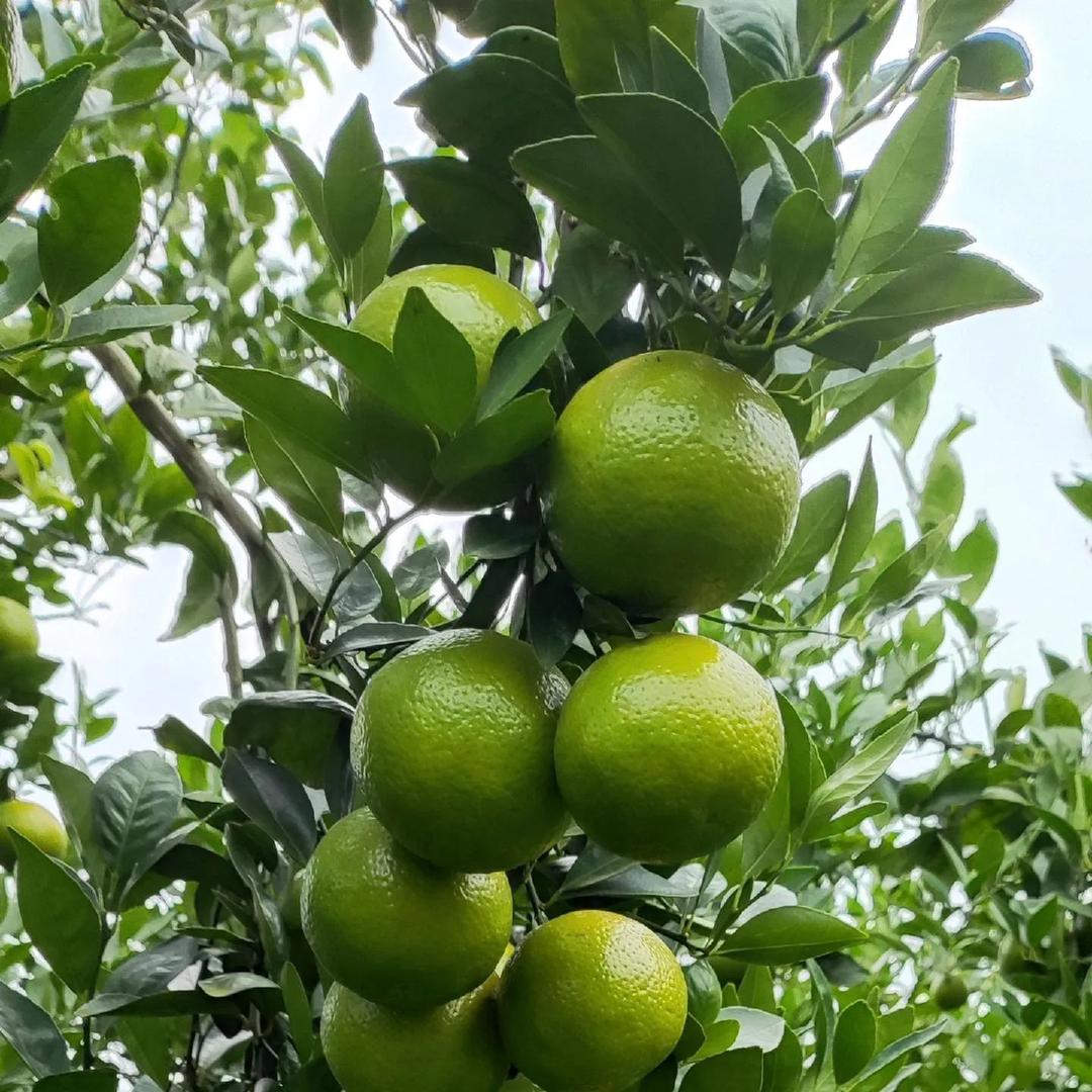 千川达(壹号粉丝)
