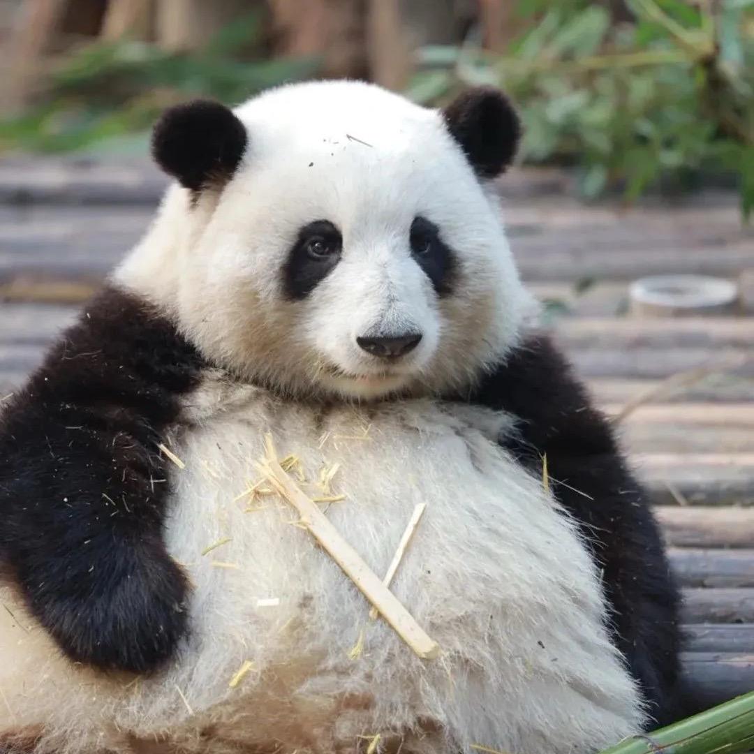狗不理男人