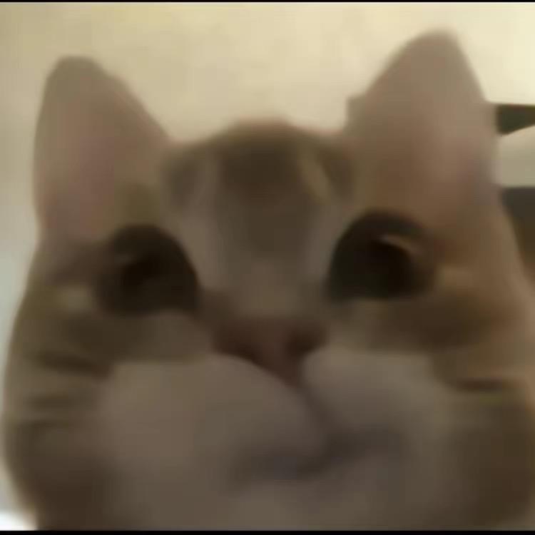 别碰他的齐刘海