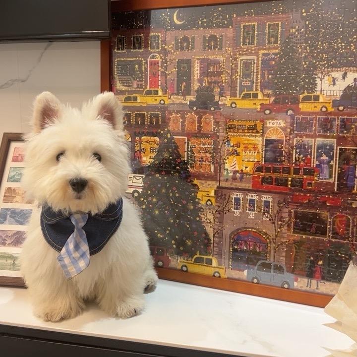 刚子的萌犬日记