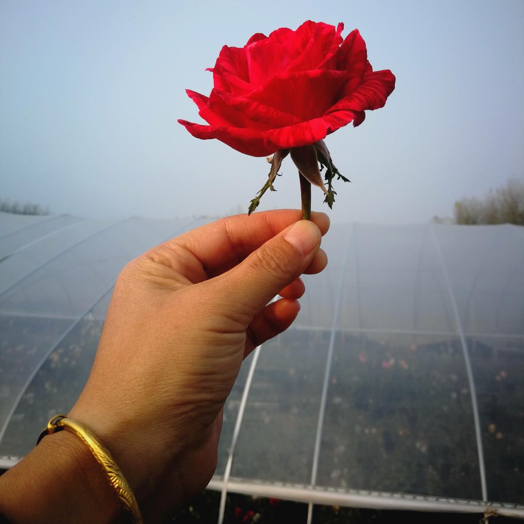 立宝月季园eēeeeeēēde