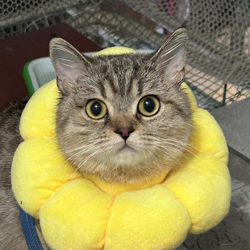 🌈🌈包子肥东东