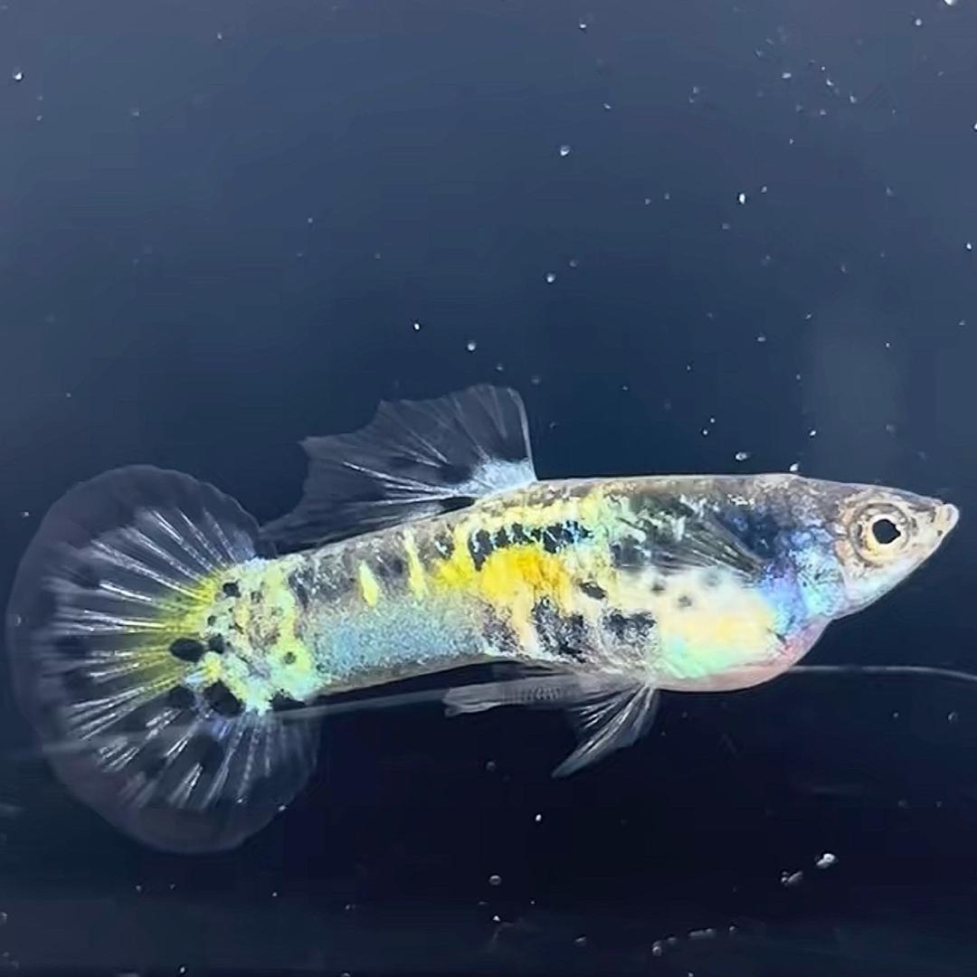 小于🐟孔雀鱼🐠
