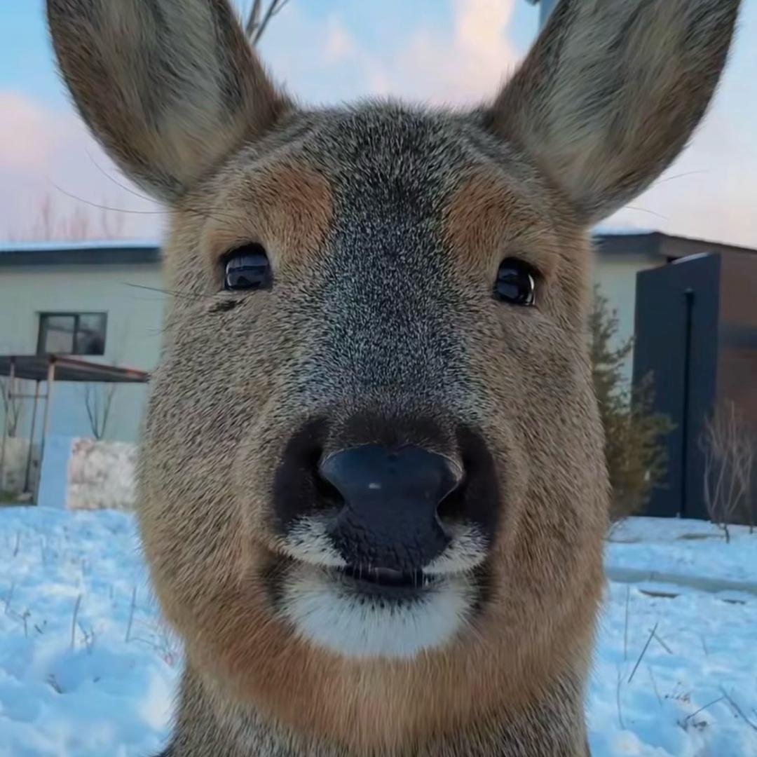 无所吊谓啊喂～.🌻