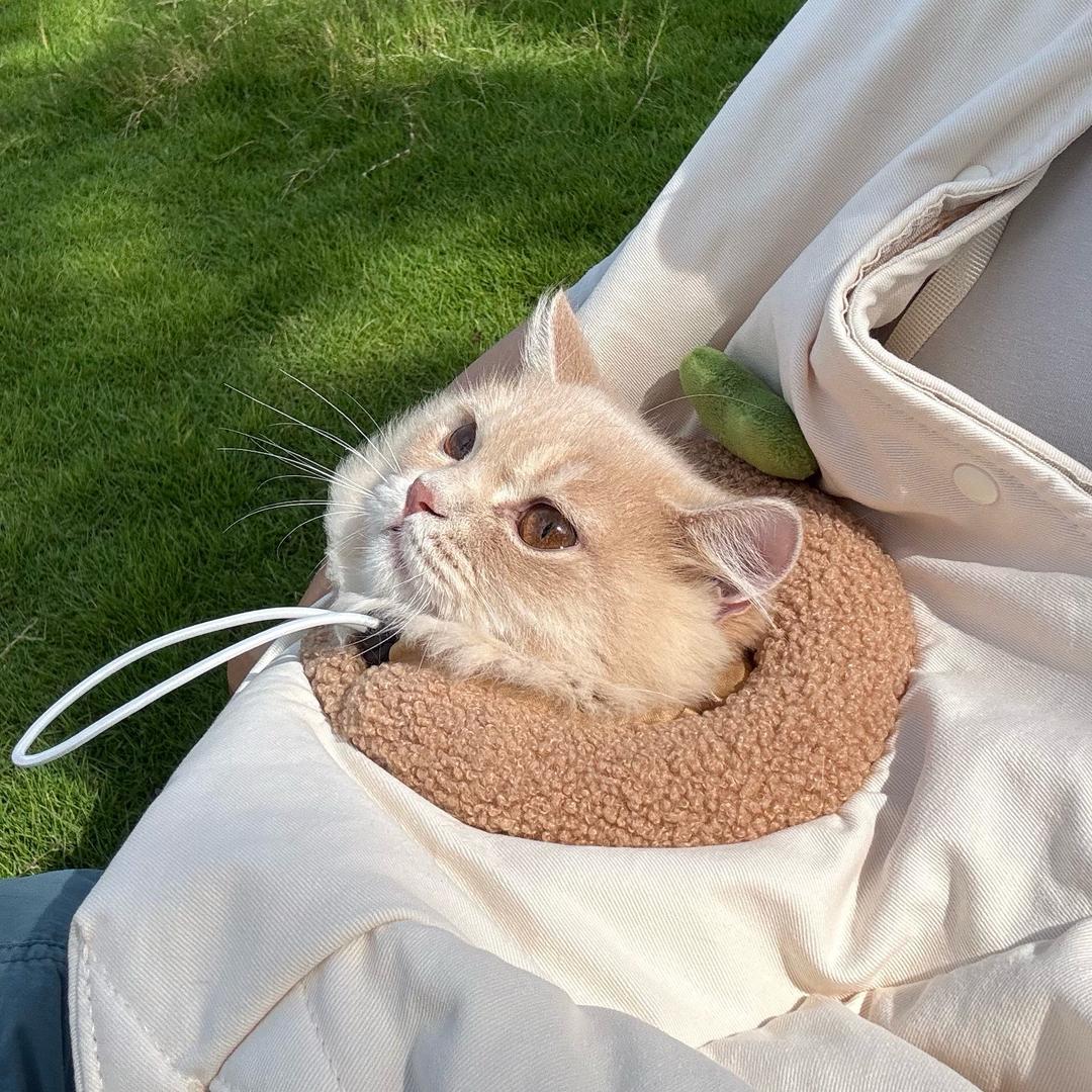 噜噜是只可爱猫