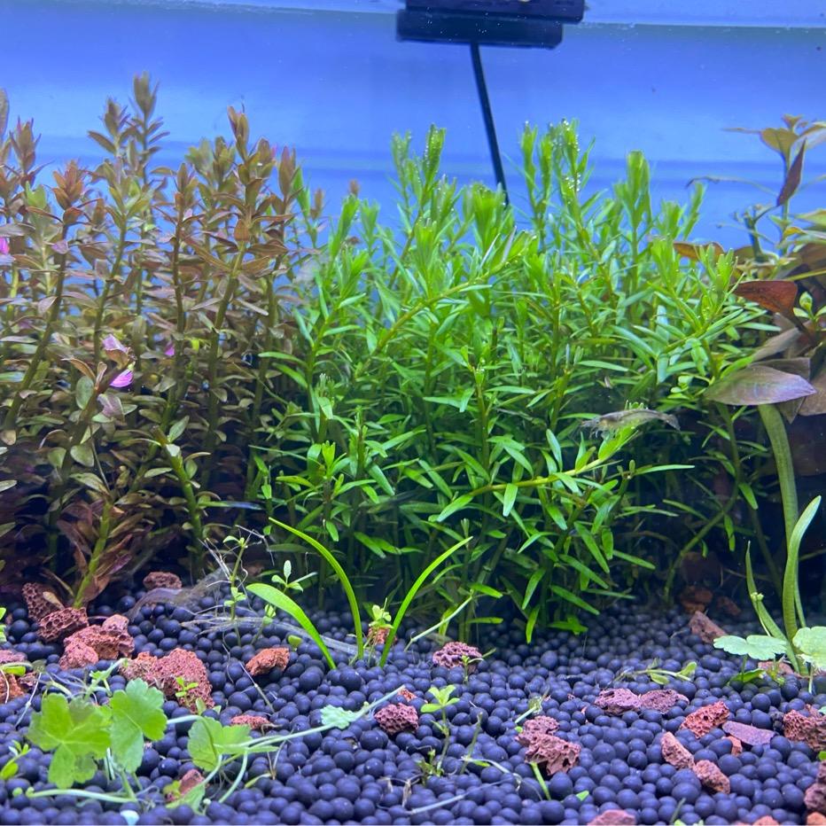 布鲁水族馆